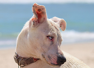 beach dog