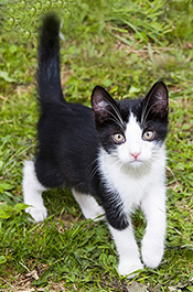 black and white kitty