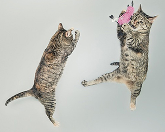 cats playing