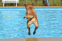 dogs playing