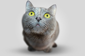 grey kitty