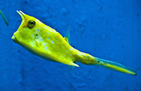 longhorn cowfish