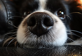 dog nose