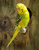 parakeet
