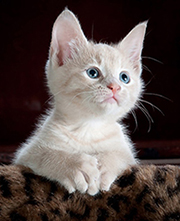 white kitten